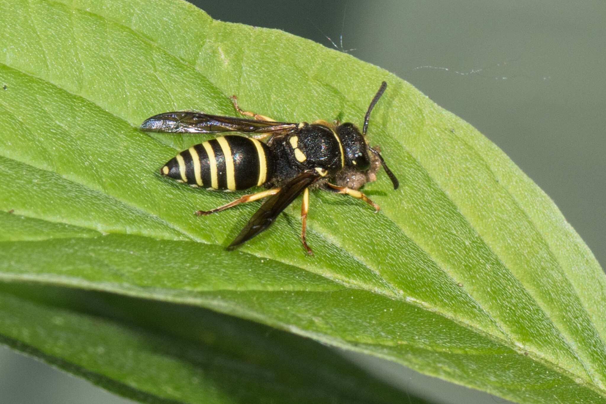 Image of Ancistrocerus waldenii (Viereck 1906)