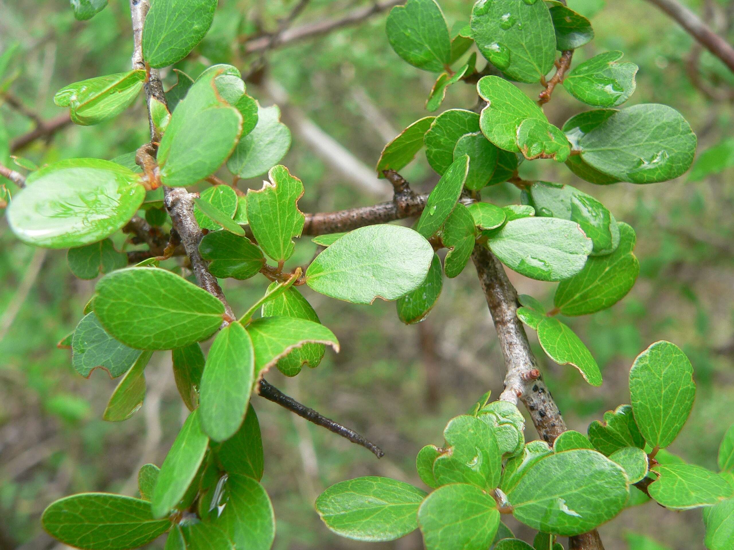 صورة Khaya madagascariensis Jumelle & H. Perrier