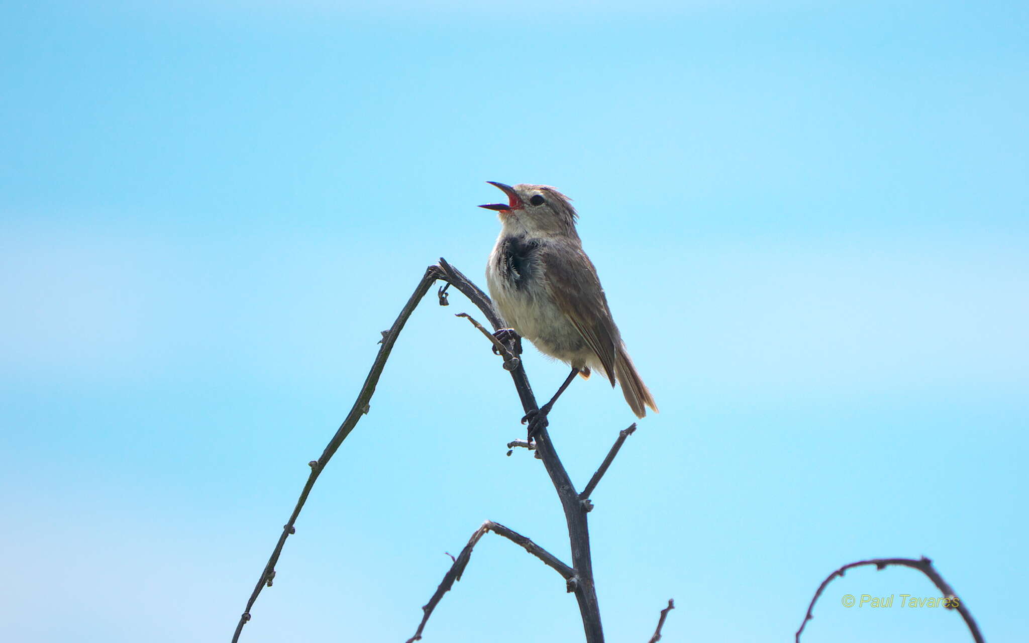 Image of Grey Warbler-Finch