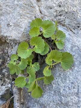 Image of alumroot brookfoam