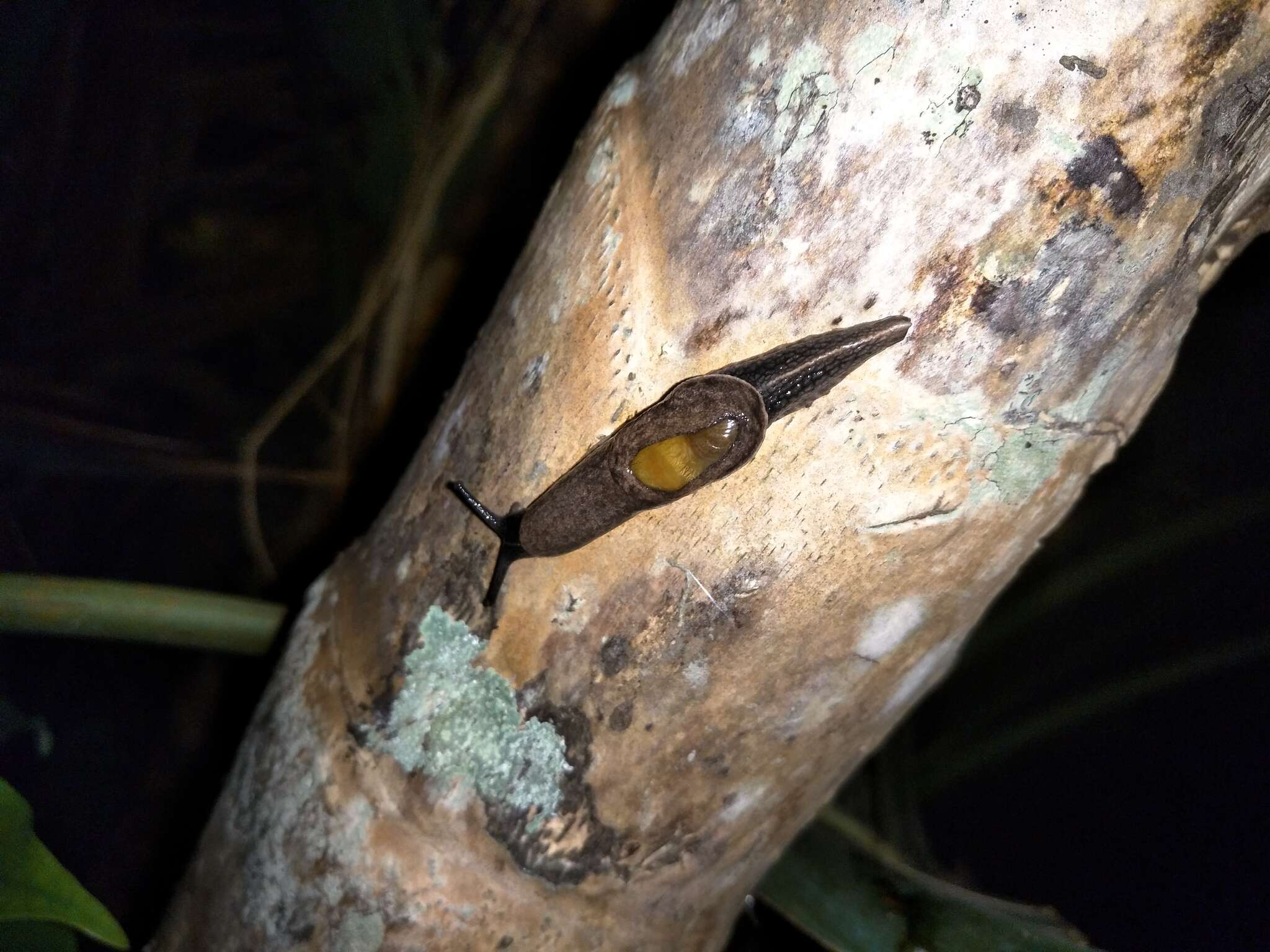 Image of Yellow-shelled semi-slugs