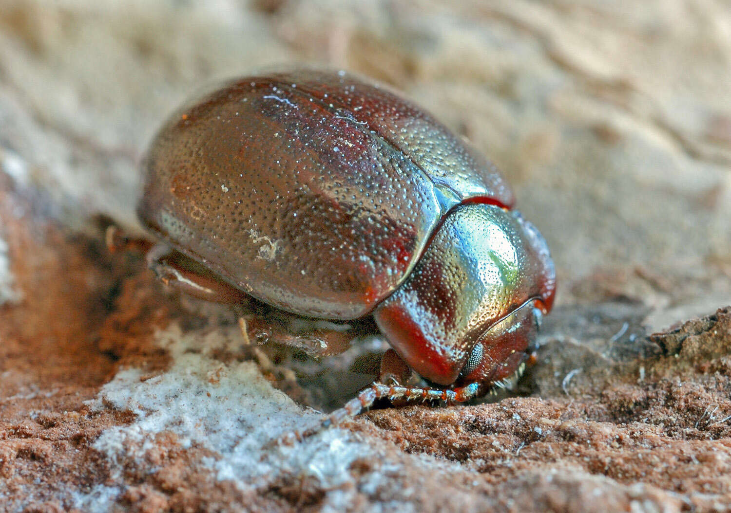 Image of Brown mint leaf beetle