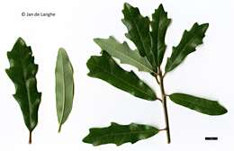 Imagem de Quercus comptoniae Sarg.