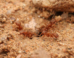 Image of Cyphomyrmex wheeleri Forel 1900