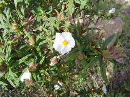 Image of Montpelier cistus