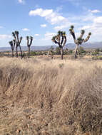 Image of Palma China yucca