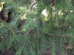 Image of Japanese Nutmeg Tree