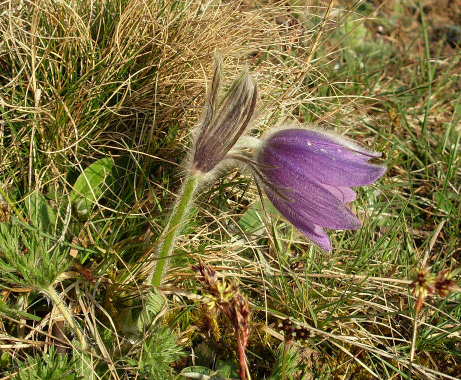 Imagem de Pulsatilla vulgaris Miller