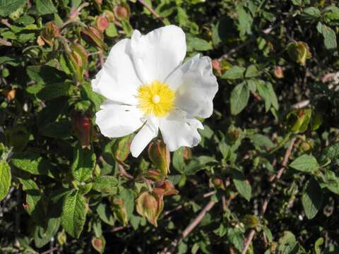 Image of salvia cistus