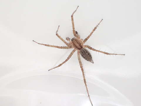 Image of Utah Funnel-web Spider