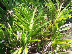 Image of Angraecum eburneum subsp. superbum (Thouars) H. Perrier