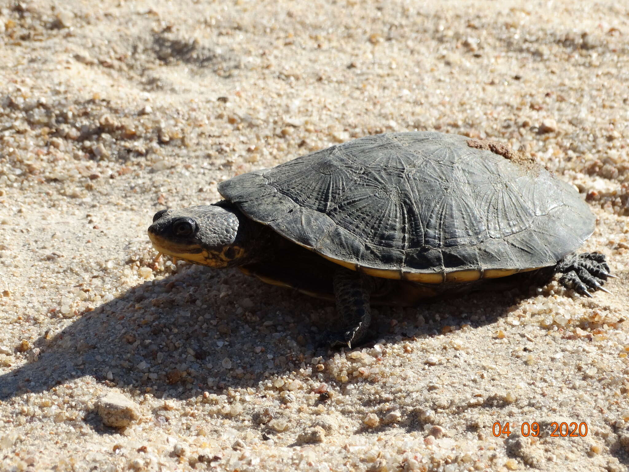 Image of Tuberculate Toadhead Turtle