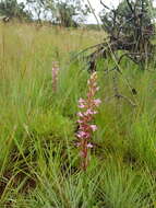 Image of Disa patula var. transvaalensis Summerh.