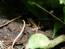 Image of Warszewitsch's Frog