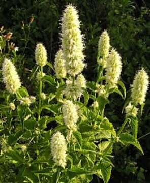 Image of blue giant hyssop