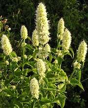 Imagem de Agastache foeniculum (Pursh) Kuntze