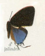 Image of Rachana jalindra Horsfield 1829