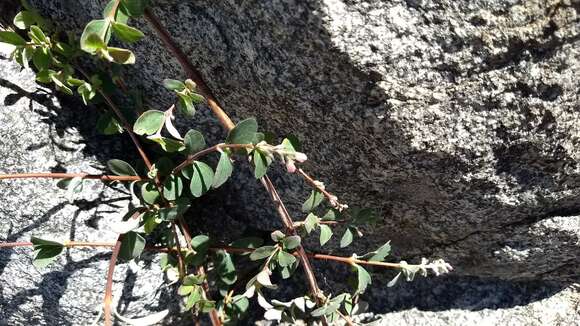 Image of Parish's snowberry