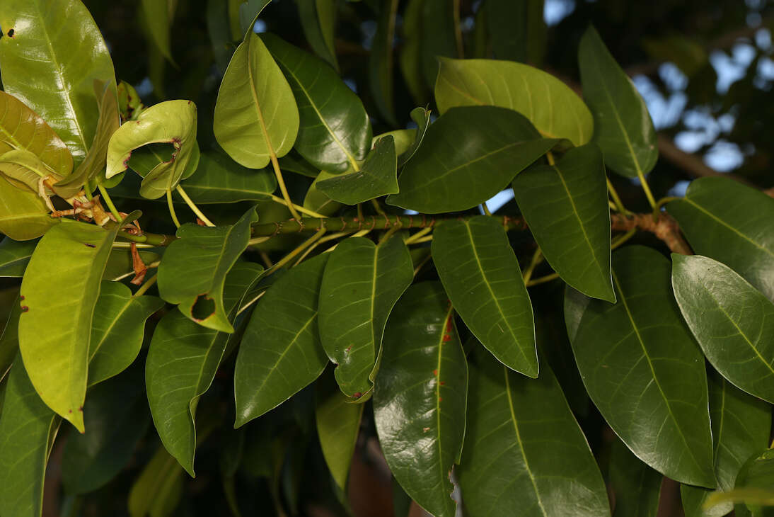Image of Large-fruited fig