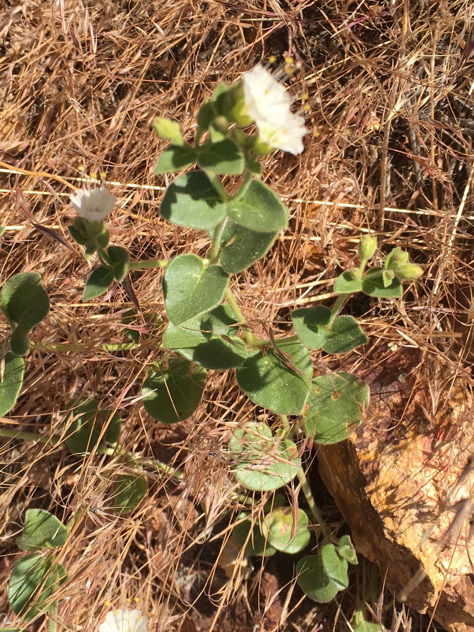 Слика од Mirabilis laevis var. villosa (Kellogg) Spellenberg