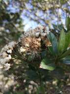 Ageratina pseudochilca (Benth.) R. King & H. Rob. resmi