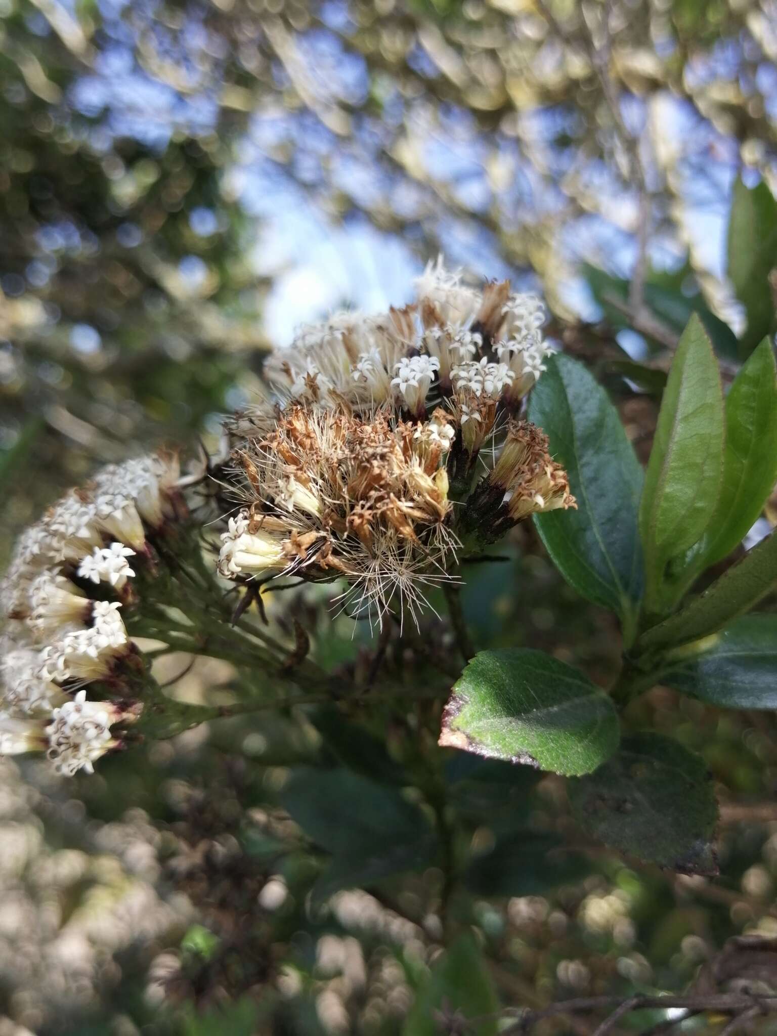 Sivun Ageratina pseudochilca (Benth.) R. King & H. Rob. kuva