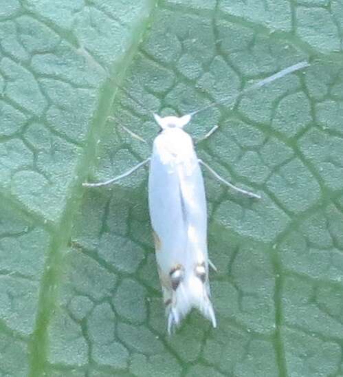 Image of Leucoptera spartifoliella