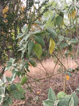 Sivun Croton humilis L. kuva