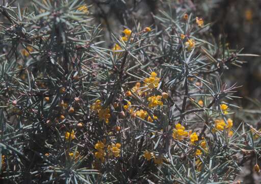 Image of Berberis pinifolia (Lundell) C. H. Muller