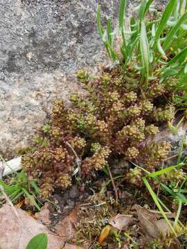 Image of annual stonecrop