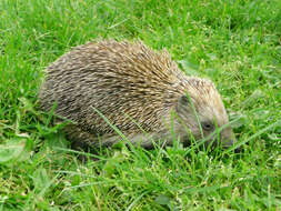 Image of Eastern European Hedgehog