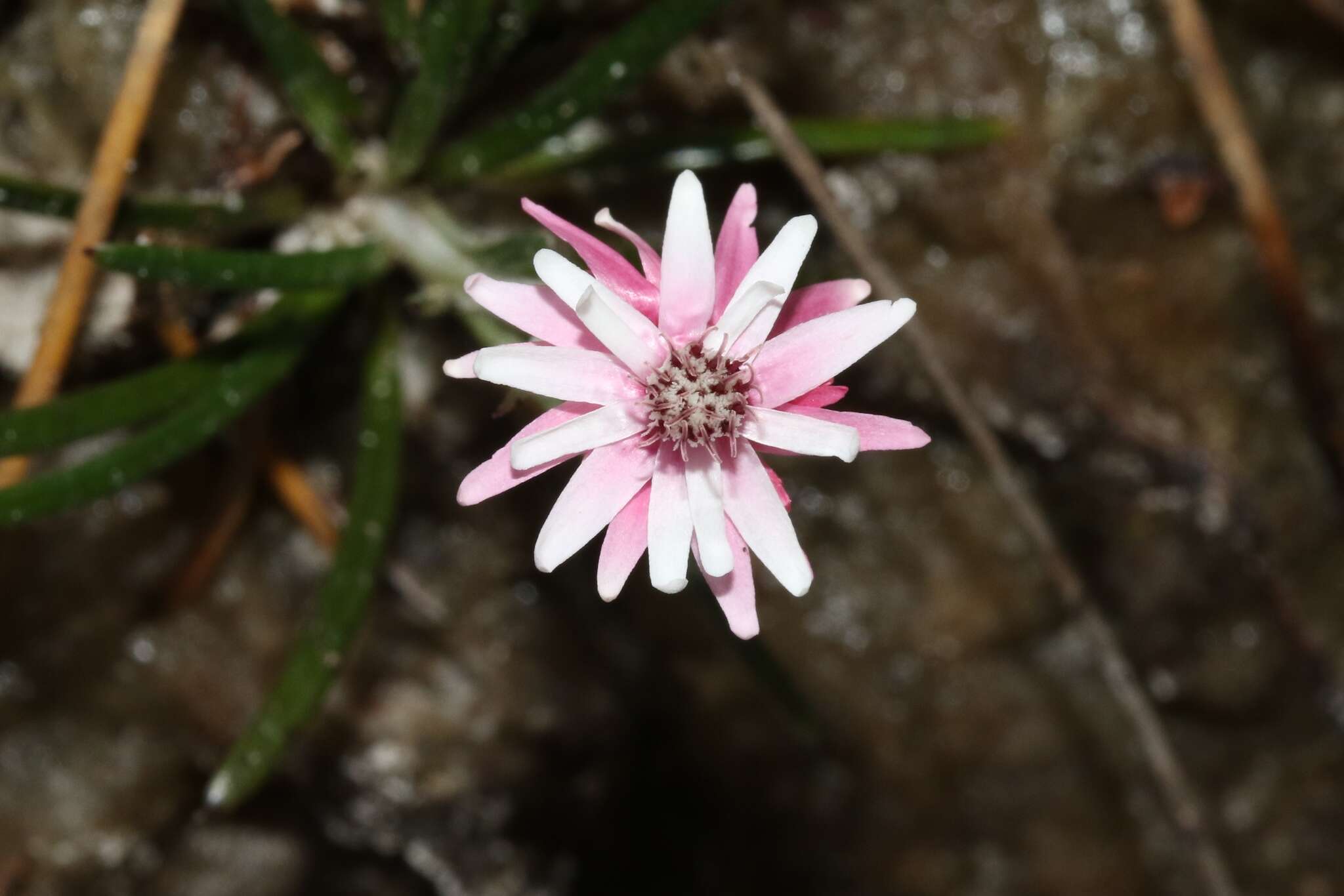 Image de Helichrysum pumilum Hook. fil.