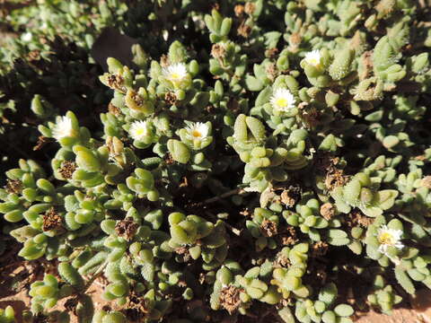 Image of Delosperma echinatum (Lam.) Schwant.