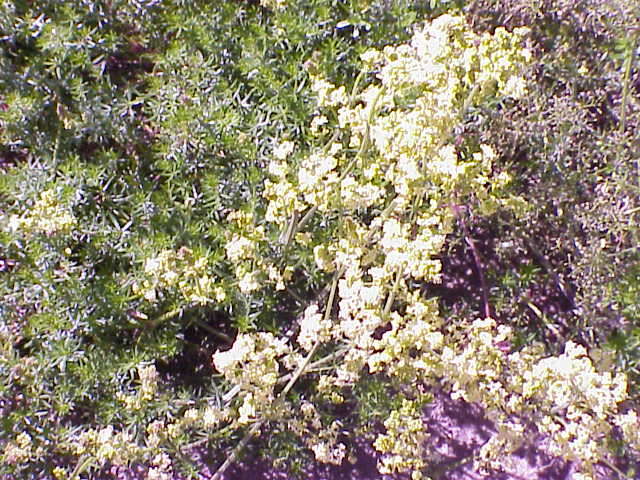 Image of Lady's Bedstraw