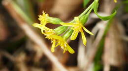 Image of Solidago virgaurea subsp. asiatica (Nakai ex Hara) Kitam. ex Hara