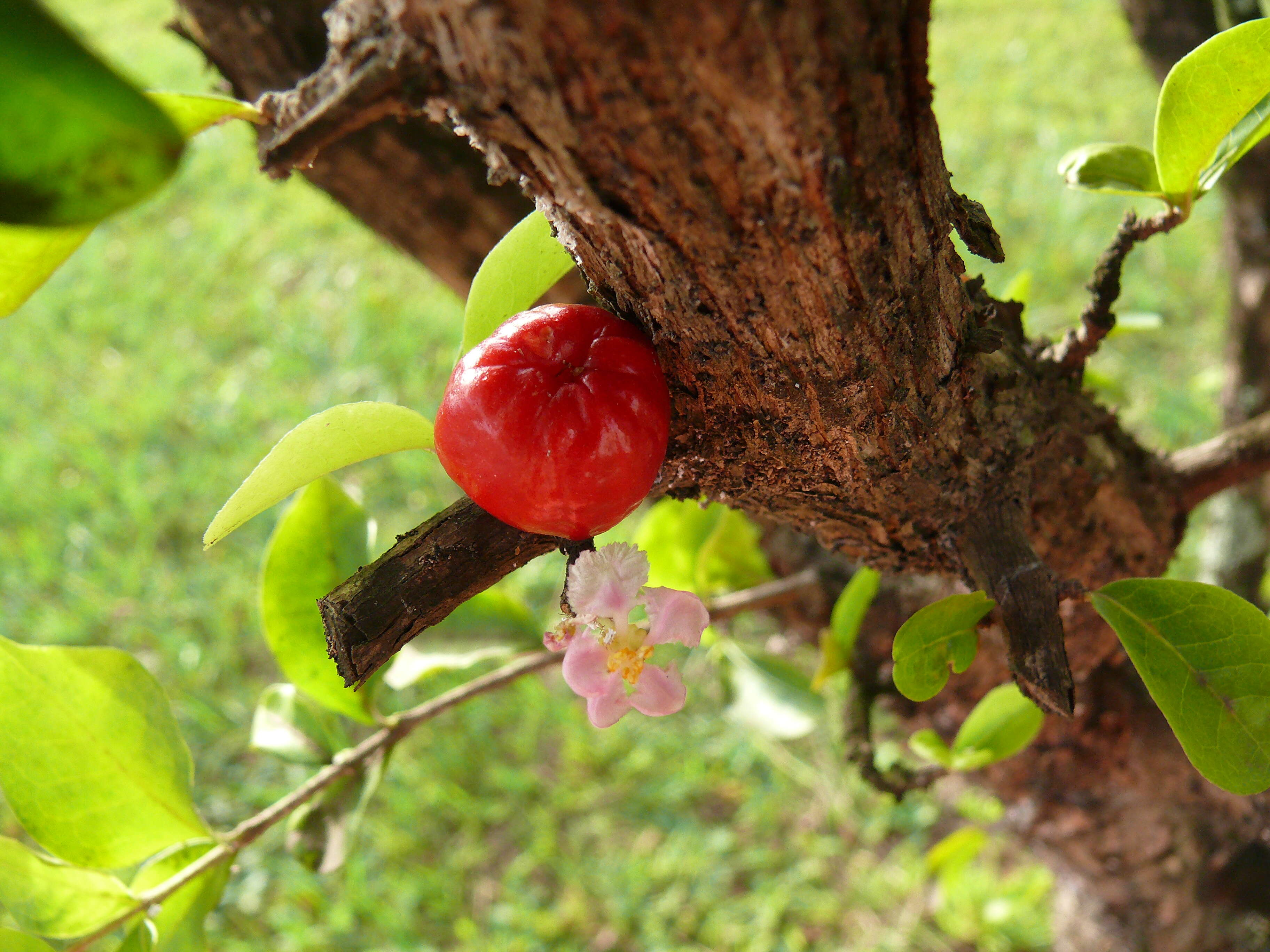 Imagem de Malpighia glabra L.