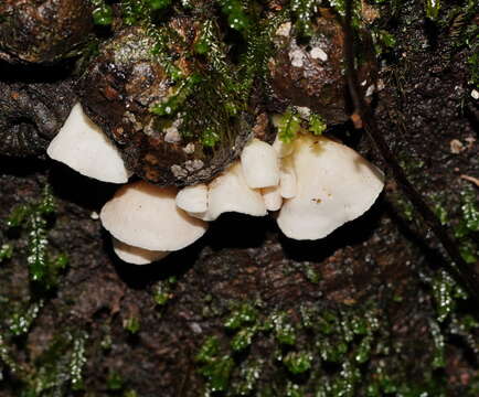 Image of Crepidotus variabilis (Pers.) P. Kumm. 1871