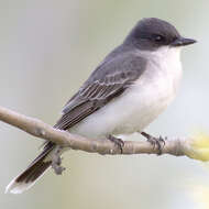 Image of Eastern Kingbird