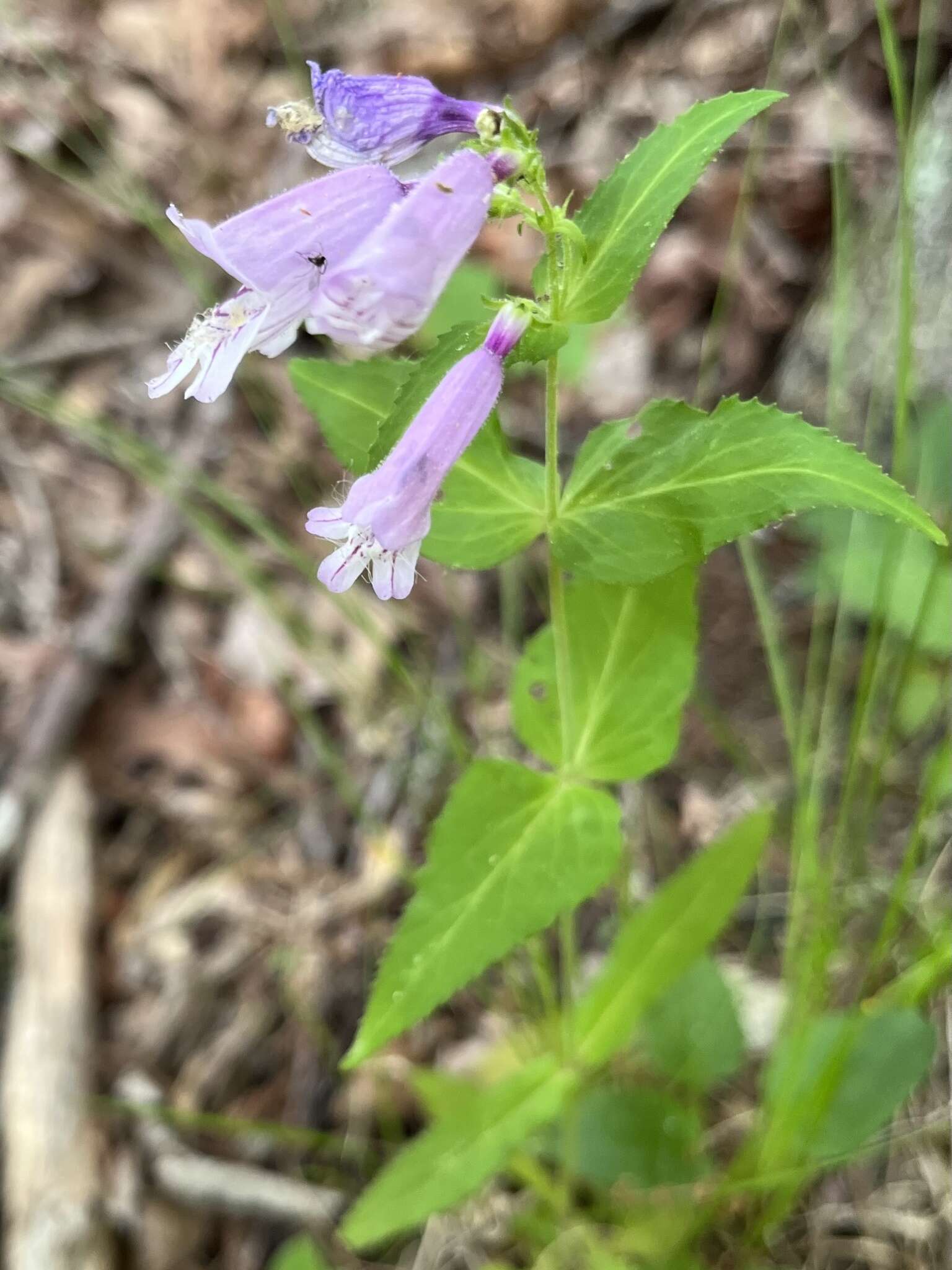 Penstemon smallii Heller resmi