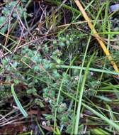 Image of Leucopogon hirsutus Sond.