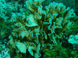 Image of Pavona coral