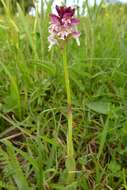 Image of Burnt orchid