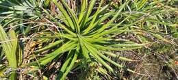 Image of Dyckia encholirioides (Gaudich.) Mez