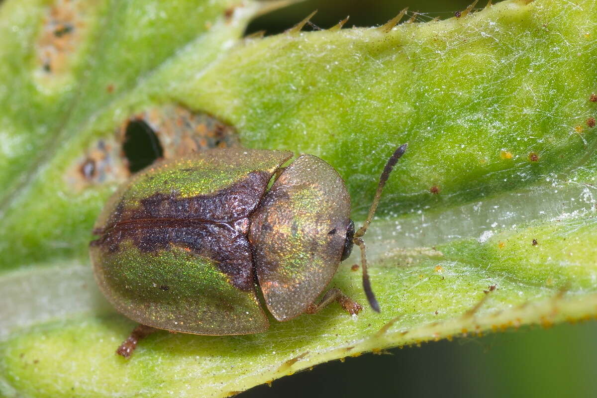 Imagem de Cassida (Cassida) vibex Linnaeus 1767