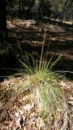 Image of California fescue