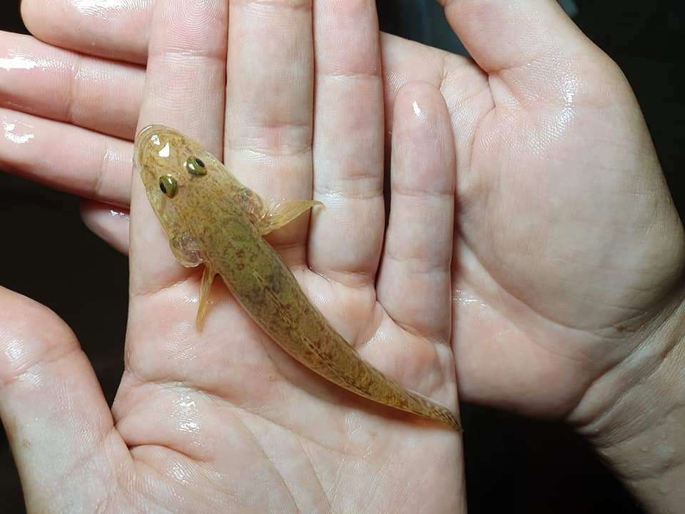 Image of Goby