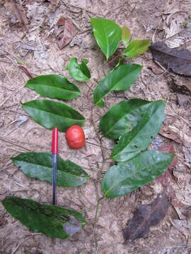 Image of Cryptocarya oblata F. M. Bailey