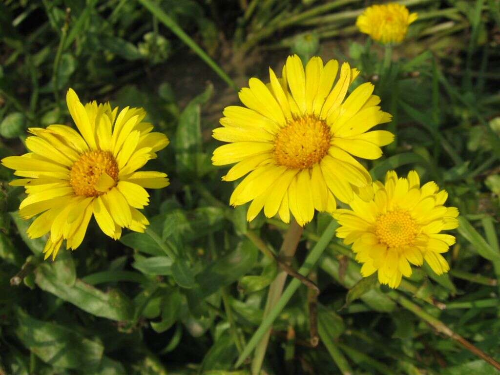 Image of pot marigold