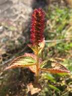 Image de Acalypha phleoides Cav.