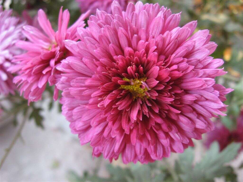 Image of florist's daisy